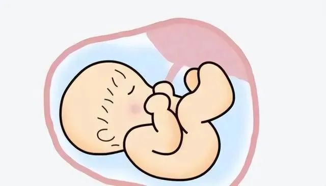 试管是把受精卵放到子宫里吗
