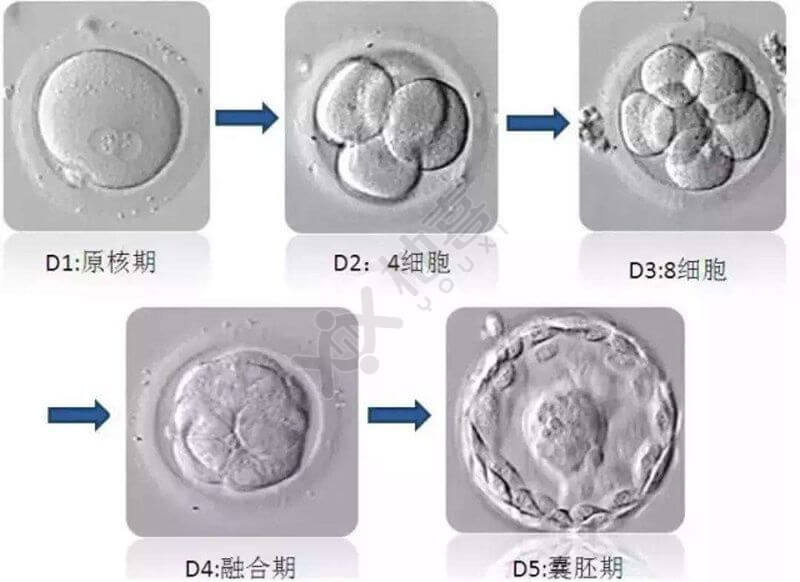 全球+“三爸爸妈妈”婴儿技能细节发布+细胞核移植