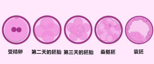 全球+“三爸爸妈妈”婴儿技能细节发布+细胞核移植
